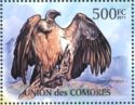 White-backed Vulture (Gyps africanus)